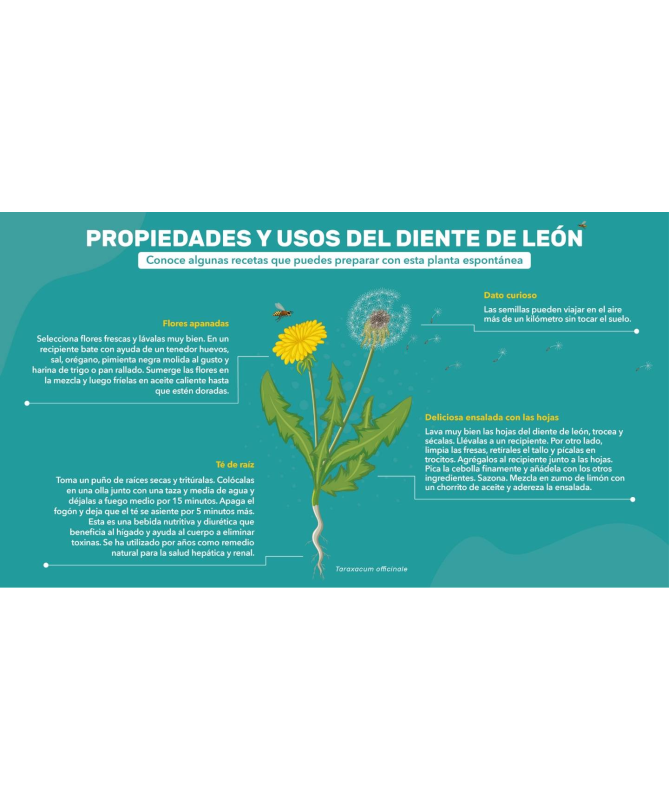 DIENTE DE LEON Y SEMILLA DE APIO 100CAP – foto del producto vegetal diente semilla DIENTE DE LEON Y SEMILLA DE APIO 100CAP – foto del producto vegetal diente semilla
