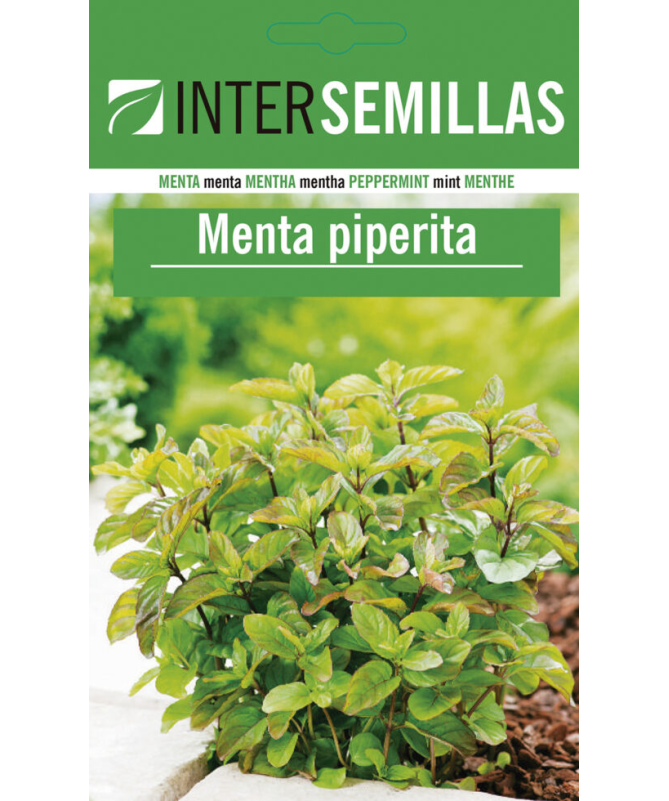 MENTA PIPERITA 40 GR – foto del producto tienes contacta nuestro MENTA PIPERITA 40 GR – foto del producto tienes contacta nuestro